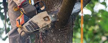 Best Tree Removal  in Mooresville, NC