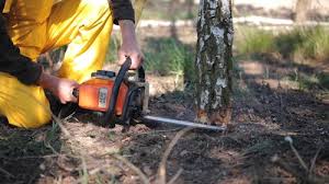 Best Stump Grinding and Removal  in Mooresville, NC