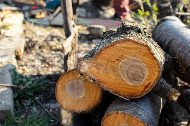 Best Tree Trimming and Pruning  in Mooresville, NC