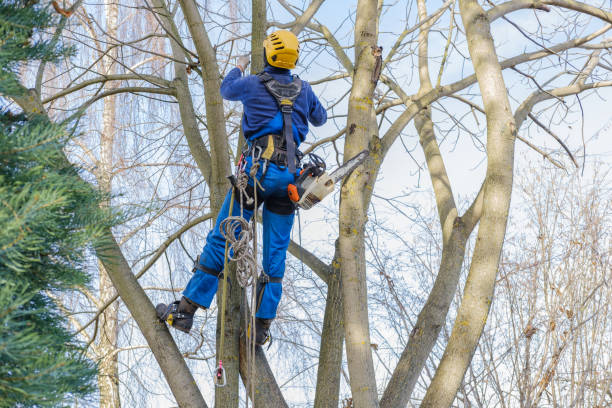 Best Storm Damage Tree Cleanup  in Mooresville, NC