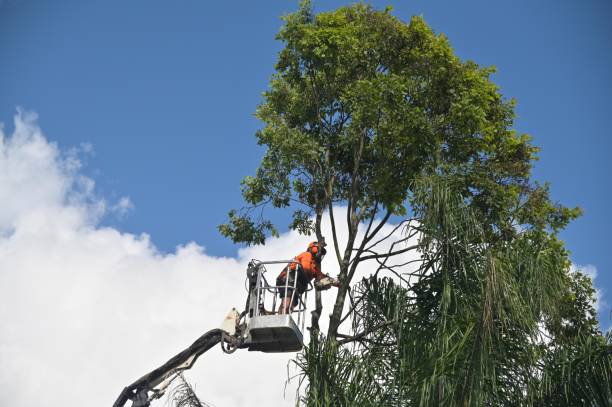 Best Tree Disease Treatment  in Mooresville, NC